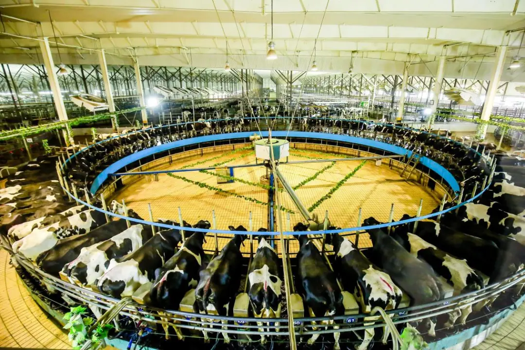 ��Ӯ������ս����0����������������